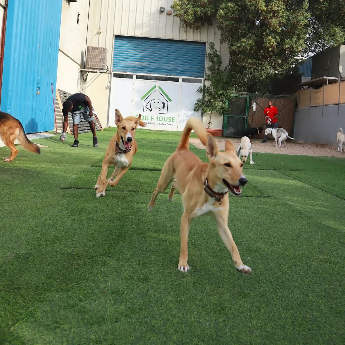 Multiple dogs running and playing on green turf at daycare.
