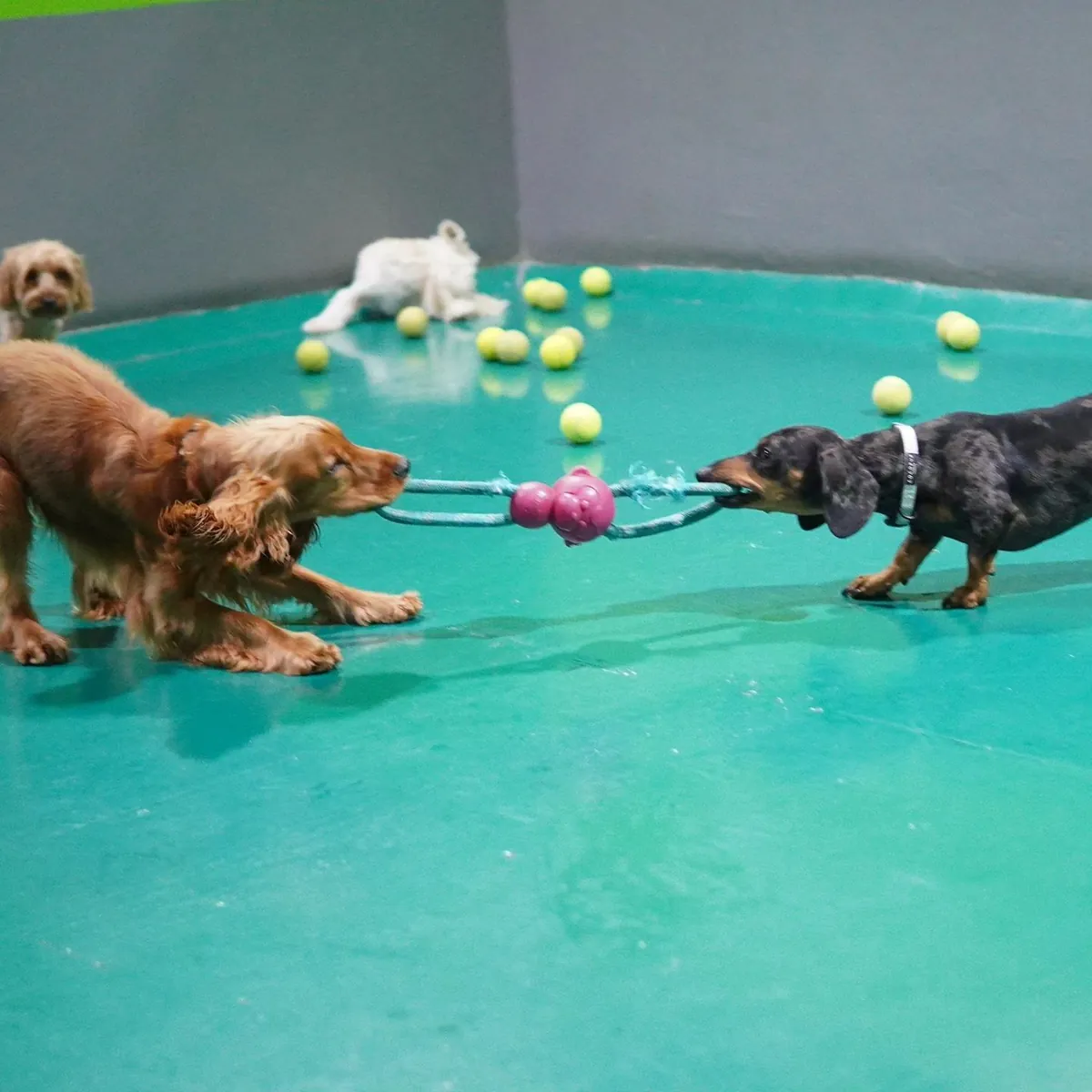 Brown and black dogs pulling rope toy on turquoise floor.