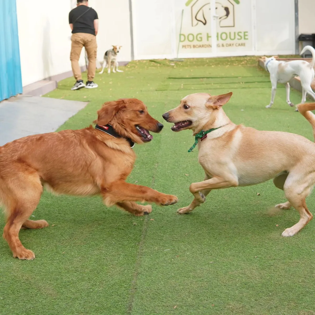 Golden and tan dogs playing together on concrete floor.