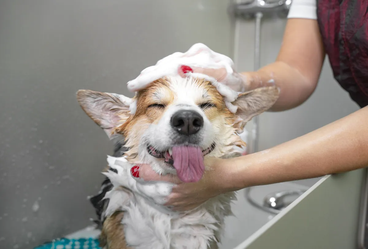 5 Summer Dog Grooming Tips to Prevent Overheating