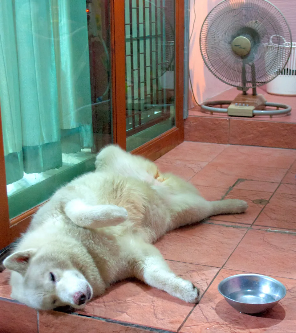 White tan husky lying on red tile floor next to blue fan.