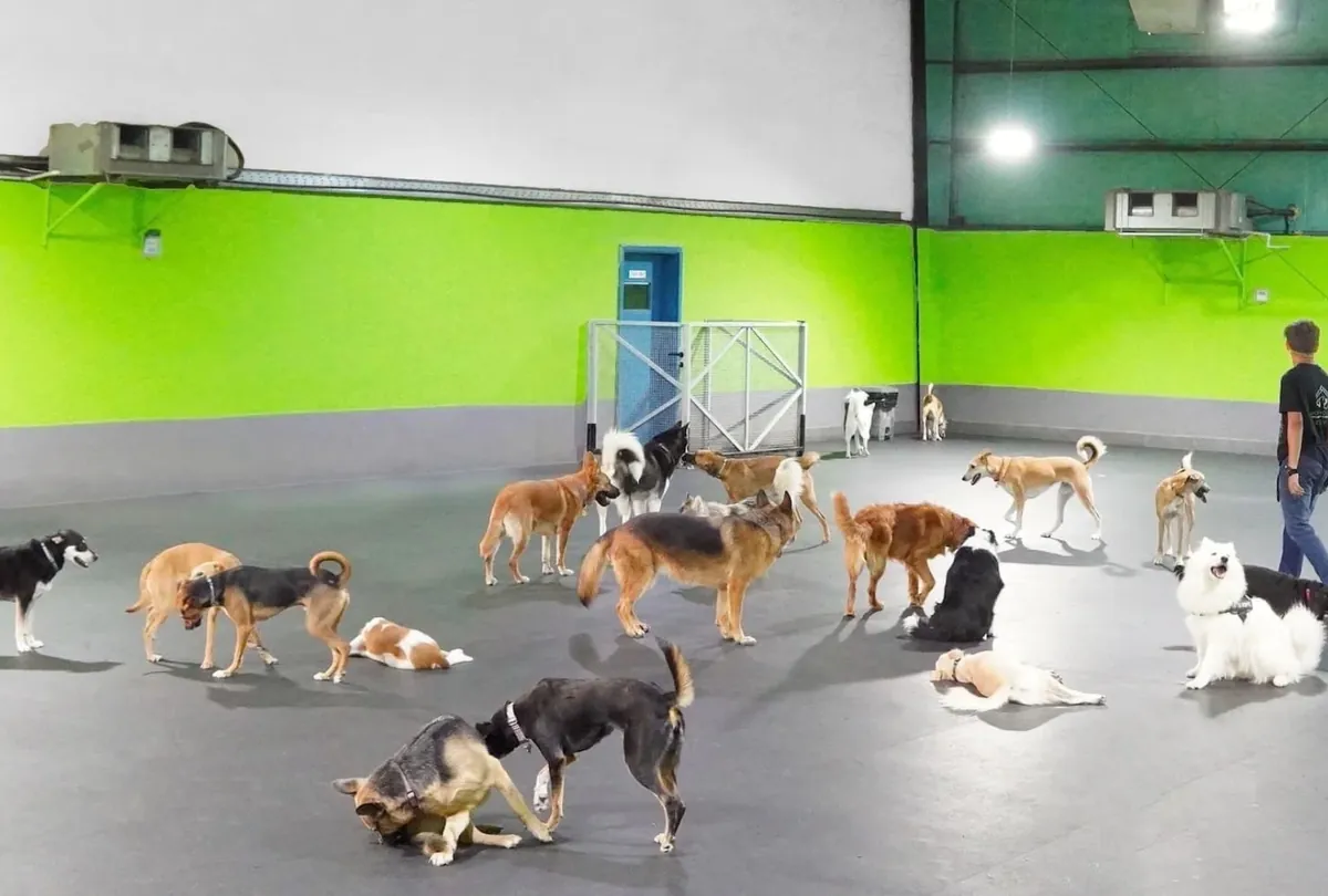Twelve dogs of various colors playing on concrete floor.