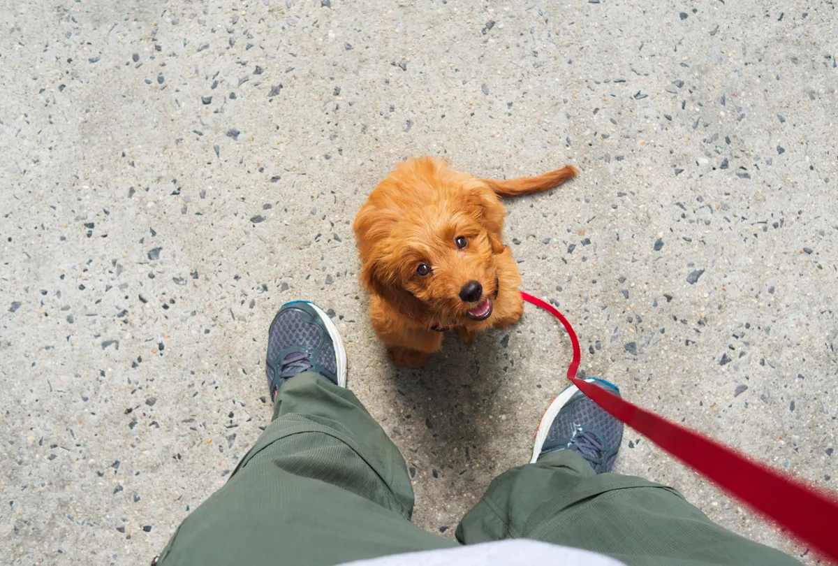 Red and white dog walking on a leash viewed from above next to a person.