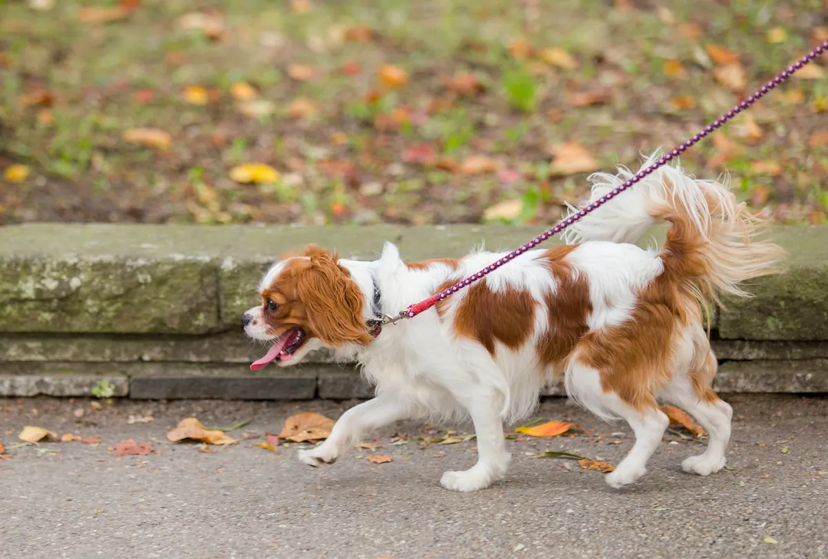 Tan and white spaniel mix walking on leash through fall leaves.
