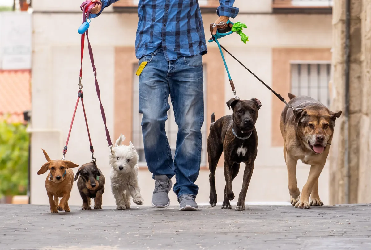 Person walking six dogs of varying sizes on color-coded leashes down an urban street.