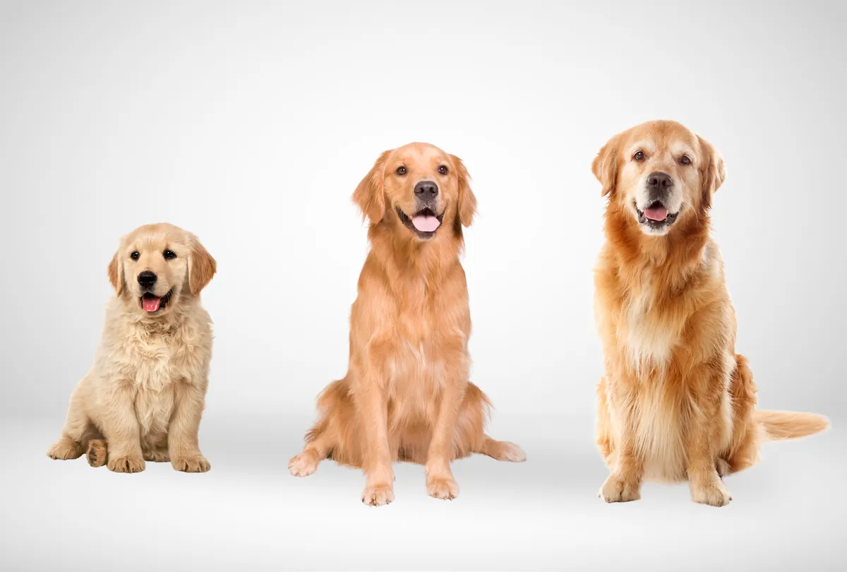 Three golden Labrador Retrievers sitting in a row on a white background.