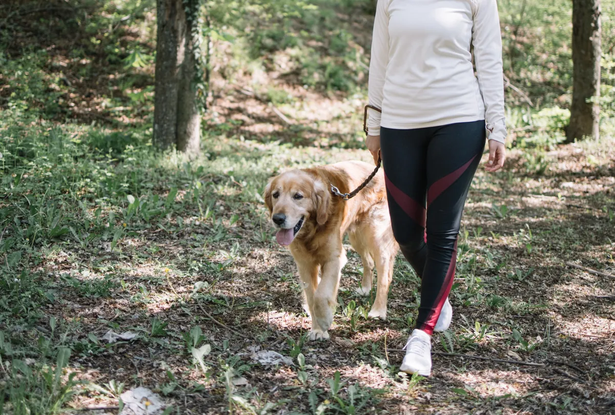 Golden Labrador on leash walking beside a woman through a forest trail.