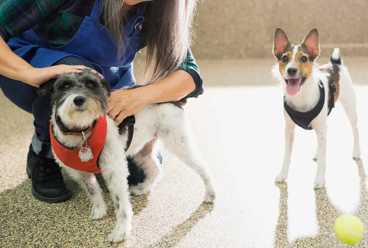 Small tan mixed-breed dog with handler and medium-sized dog at daycare facility.