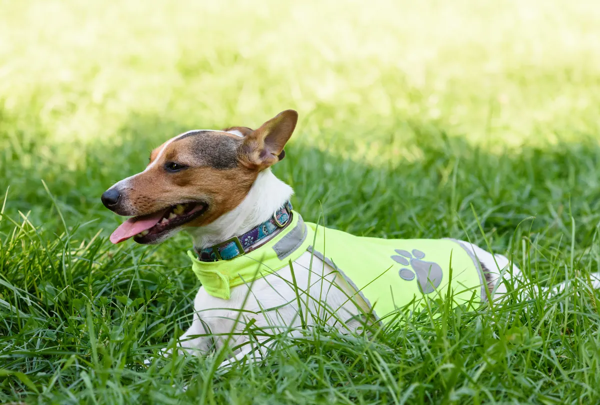 Brown and white dog wearing a bright lime green harness lying on grass.