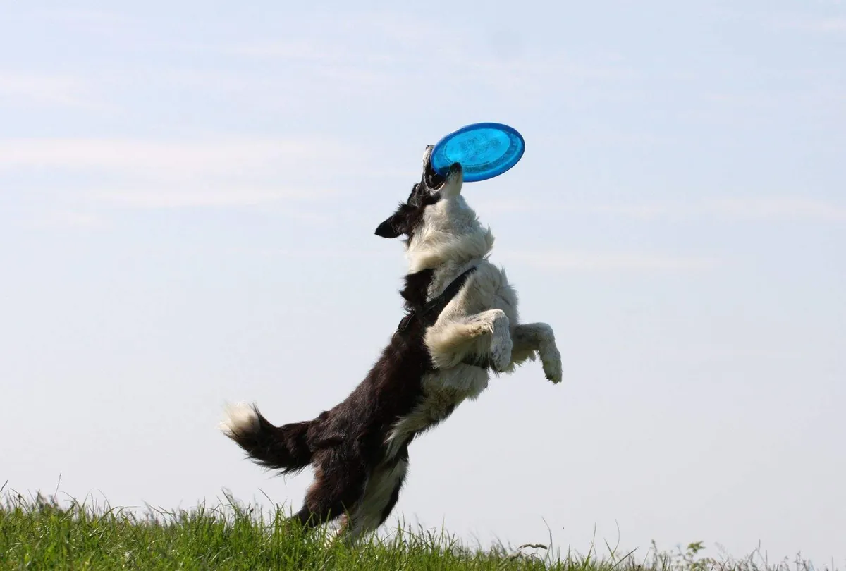 Black and white dog jumping high to catch a blue frisbee in mid-air.