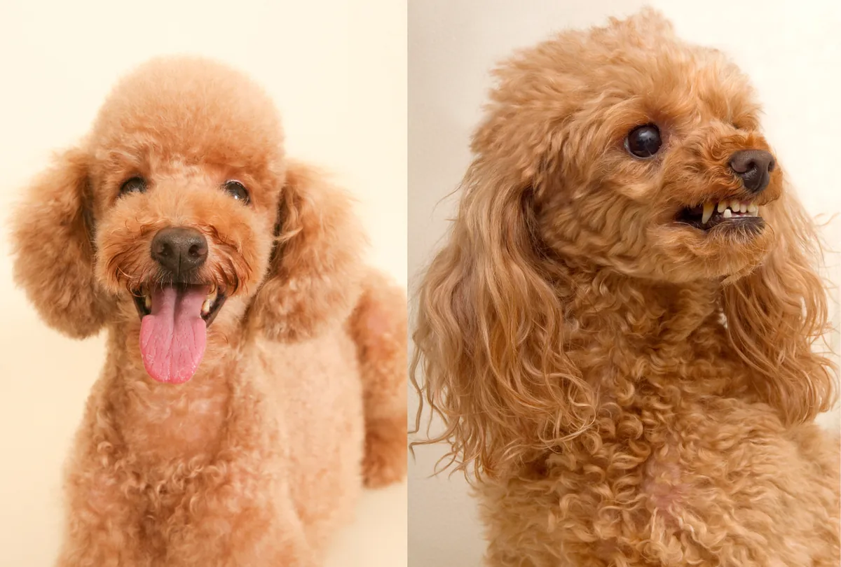 Apricot and chocolate Standard Poodles, one with tongue out, on white background.
