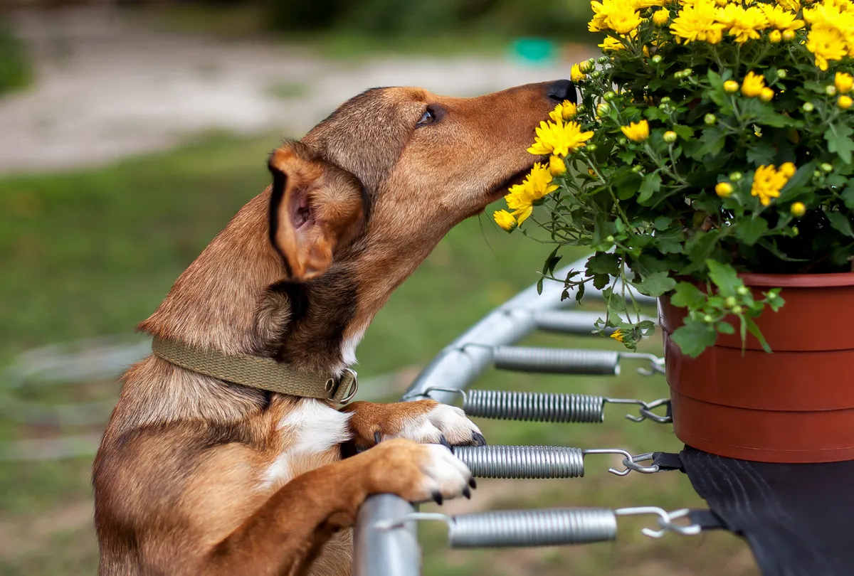 Brown dog standing on hind legs sniffing and jumping toward potted yellow flowers.