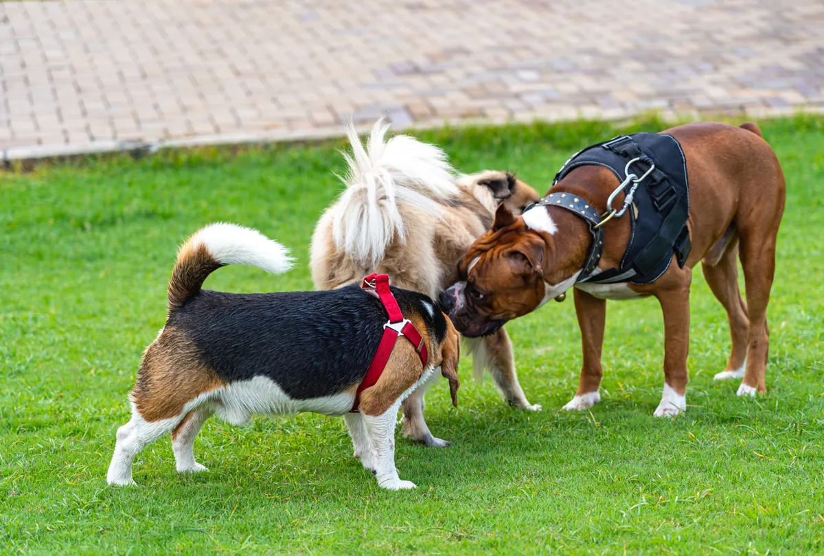 Large brown dog in harness and small dog on leash walking together on grass.