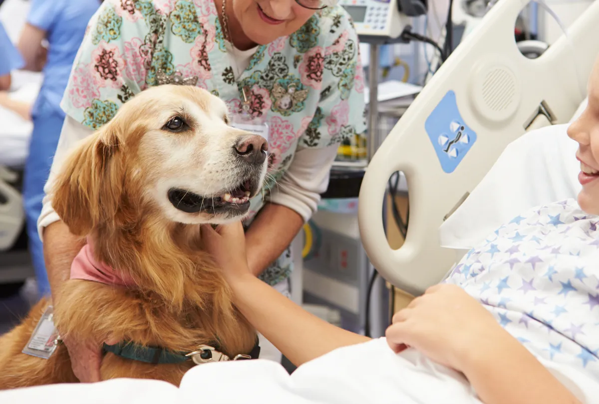 Golden Labrador at veterinary clinic with handlers and diagnostic ultrasound equipment.