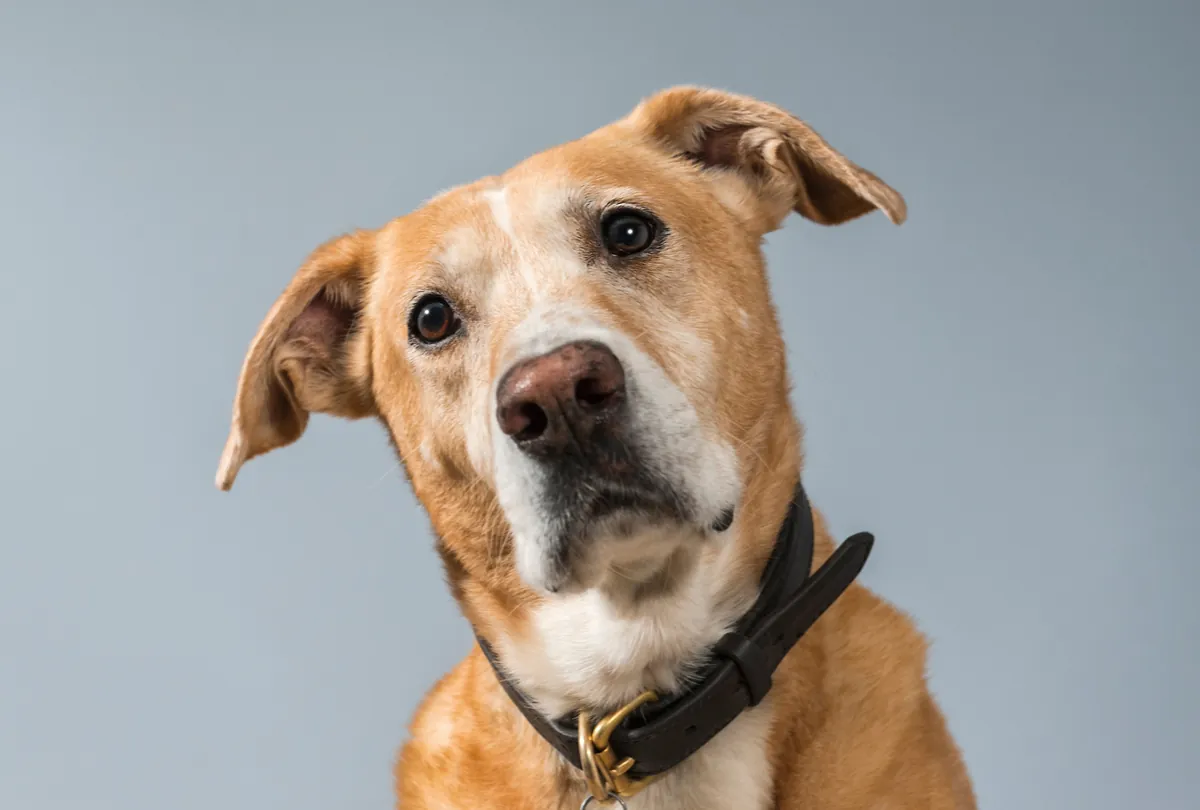 Tan and white mixed-breed dog with black collar tilting head toward camera.