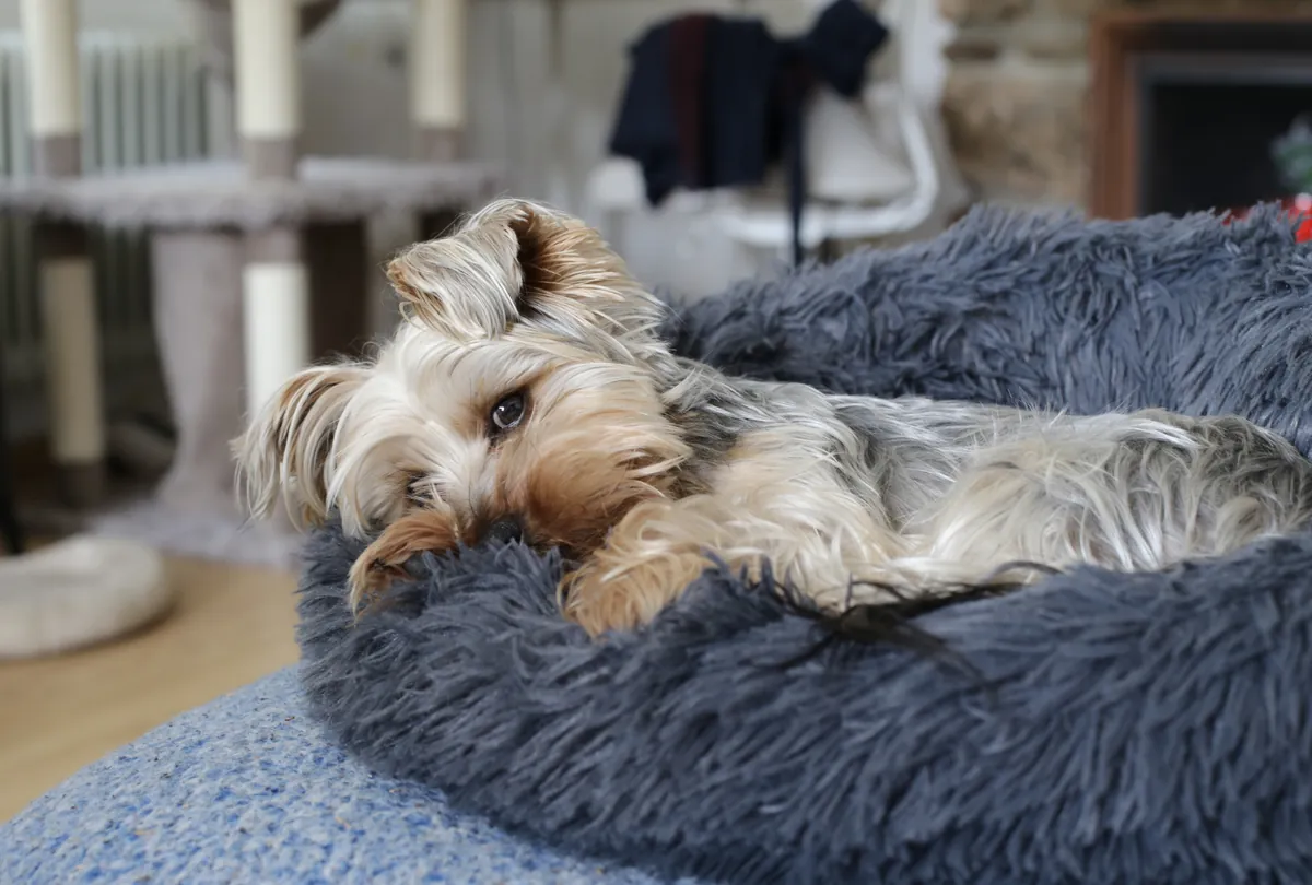 Long-haired tan and white dog relaxing on a dark fabric couch.