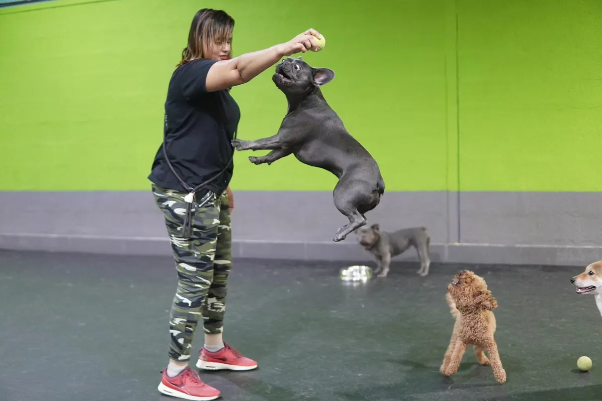 Child training a black dog to stand on hind legs with treats.