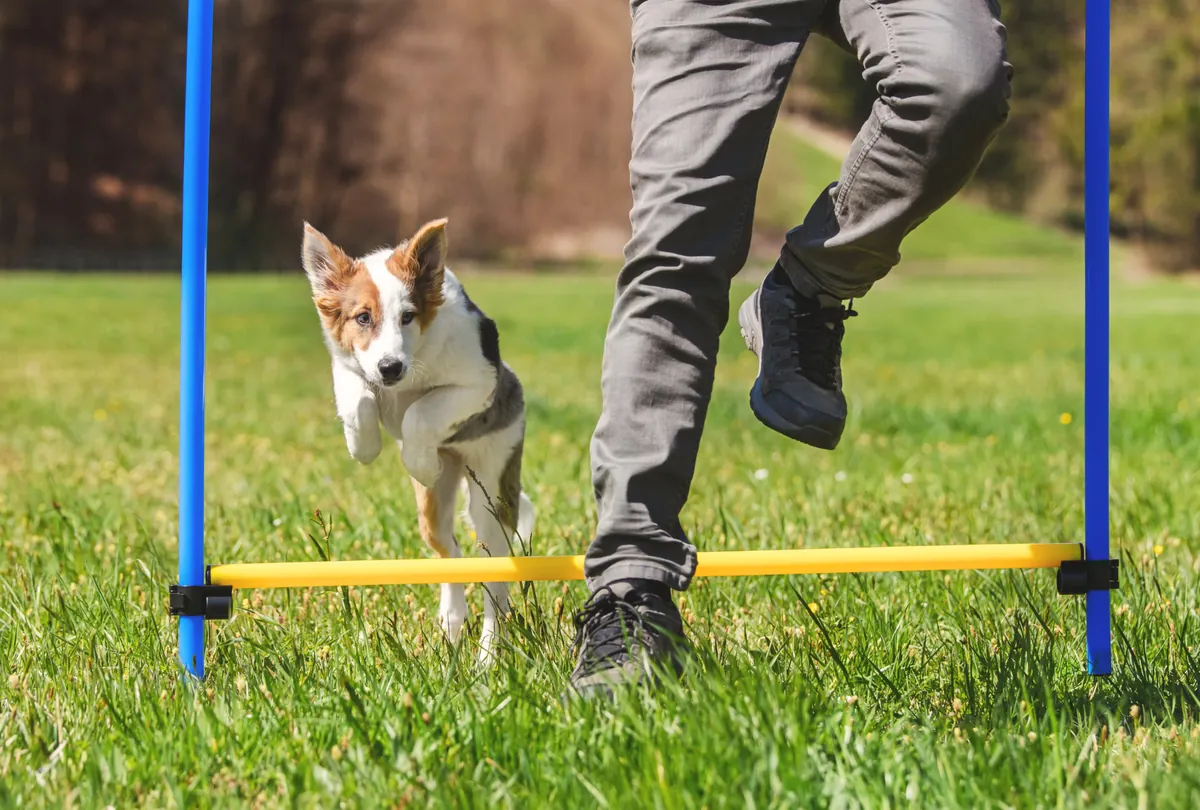 Black and white dog mid-jump over tall agility jump obstacle.