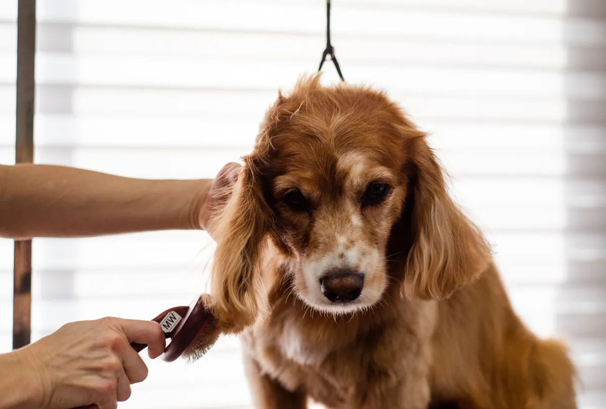 Groomer using electric clippers on a senior Golden Retriever.