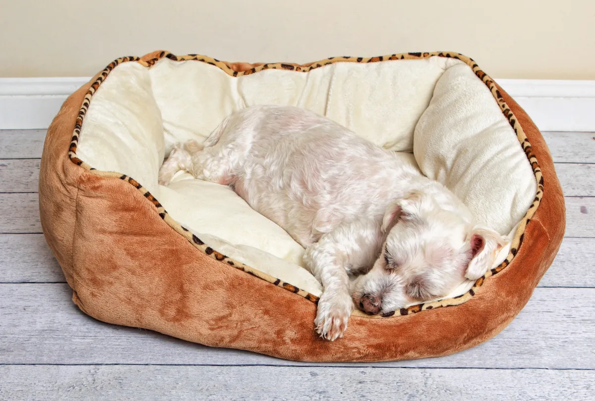 Cream colored dog sleeping in tan and white bed with animal trim.