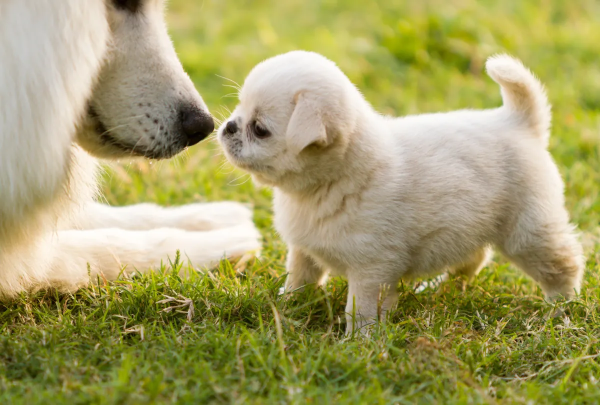 Puppy Love: The Critical Stages of Puppy Development