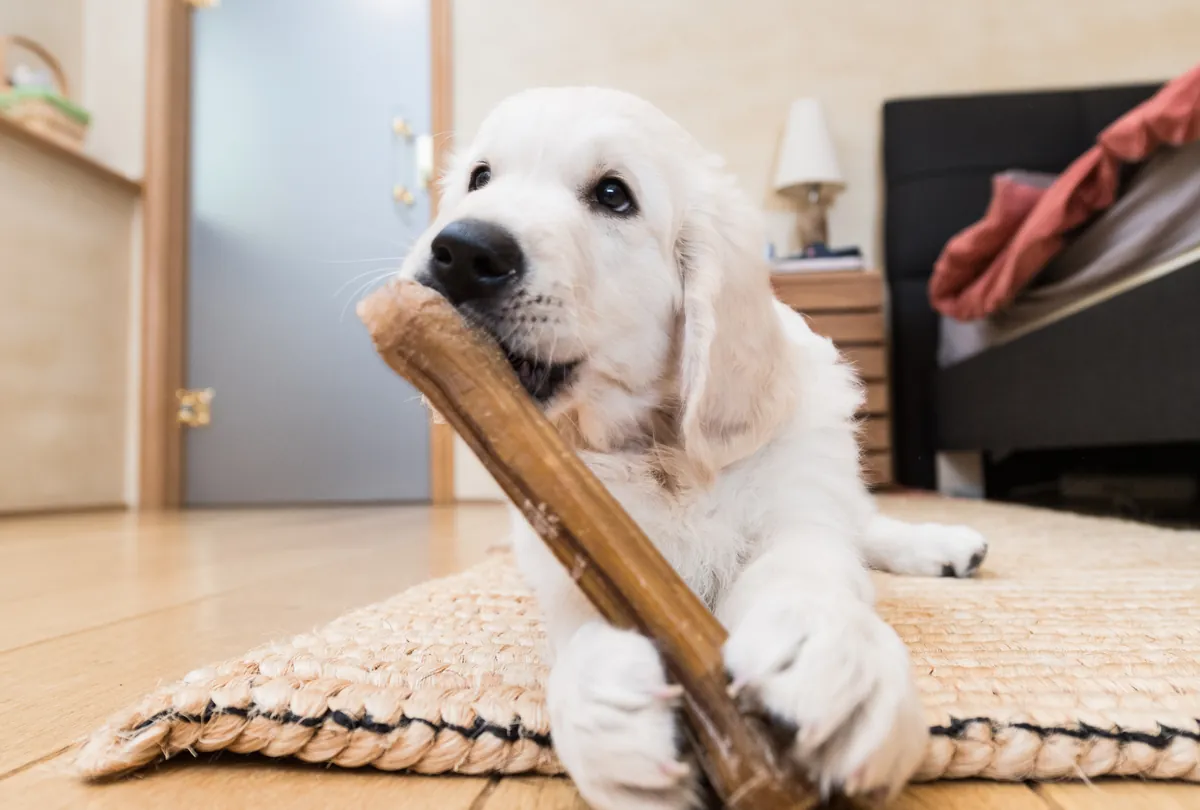 Barking Up the Right Tree: The Benefits of Chewing for Dogs