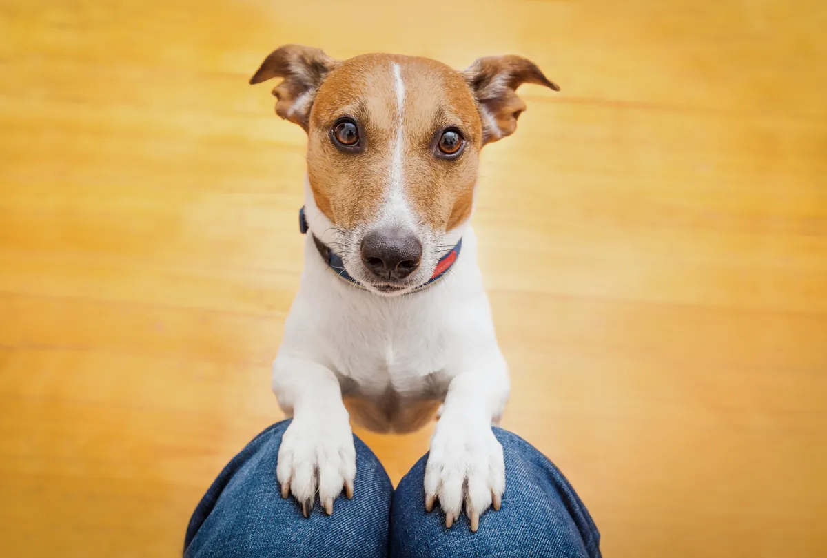Brown and white Jack Russell Terrier looking directly at camera.