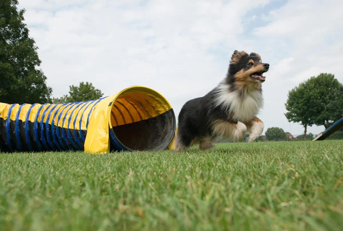 Shetland Sheepdog running through yellow and blue agility tunnel.