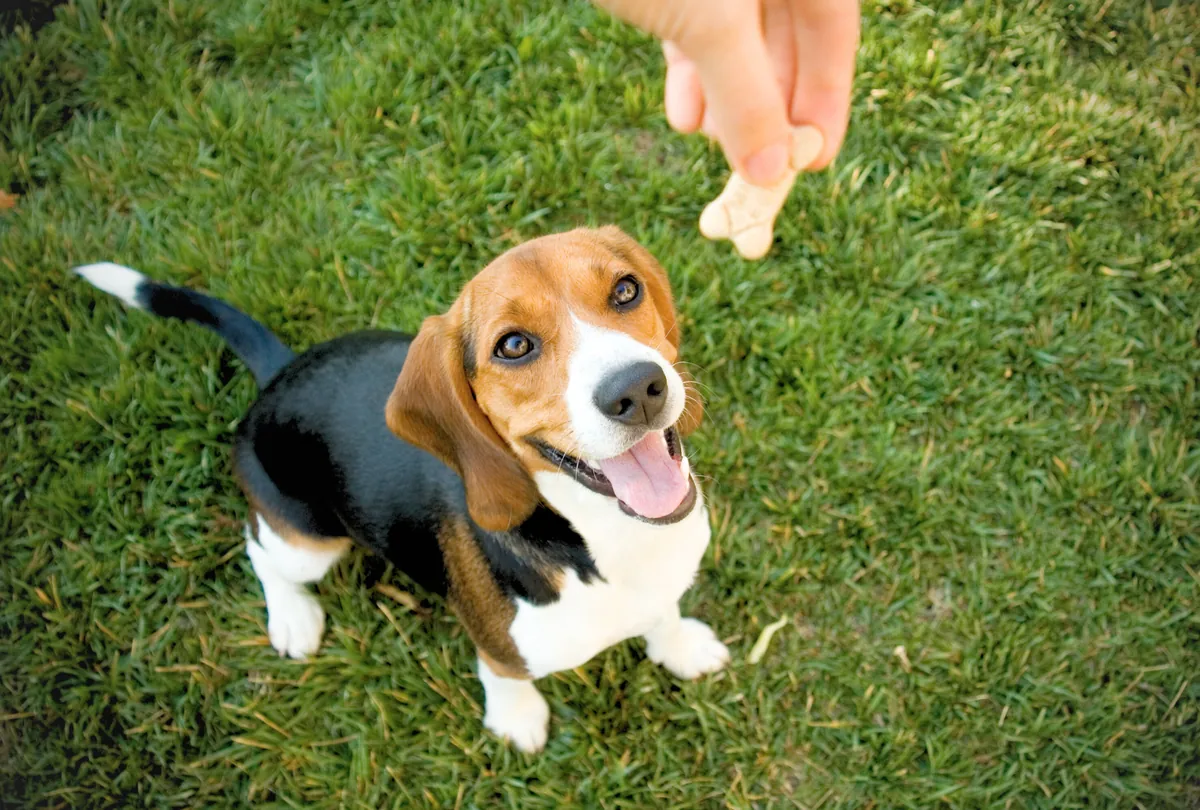 Beagle puppy looking up with pink tongue out, person's hands visible