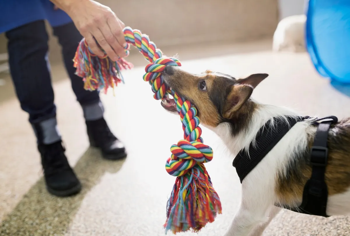 Brown and white dog playing tug of war with colorful rope toy