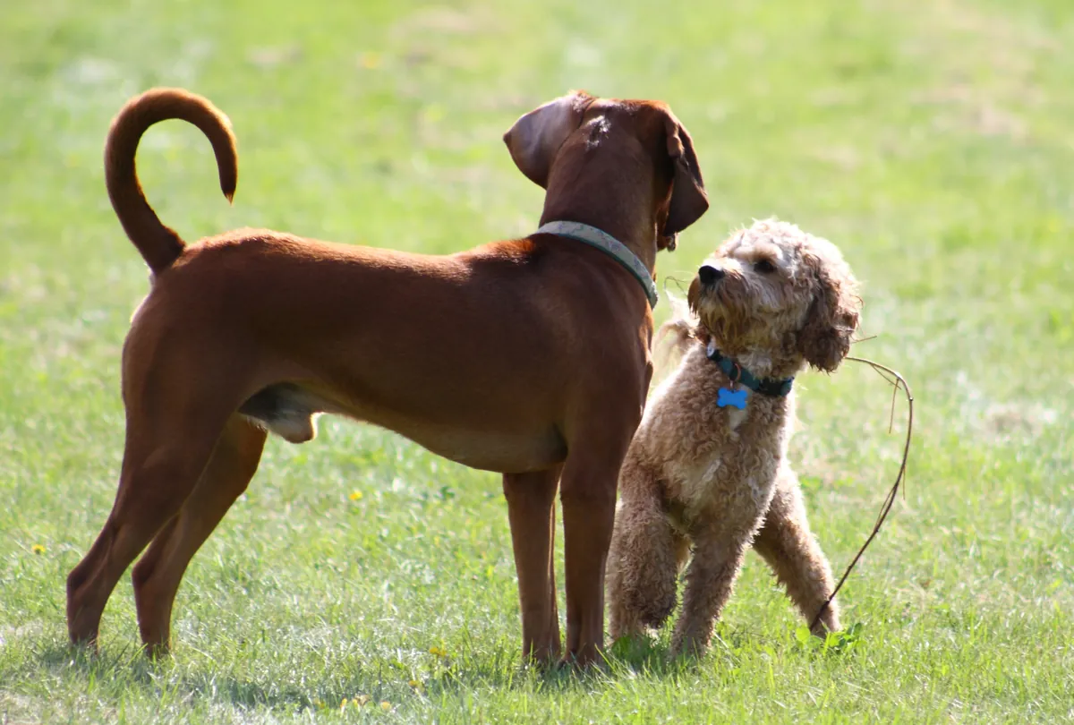 Brown dog and white fluffy dog walking together on grass