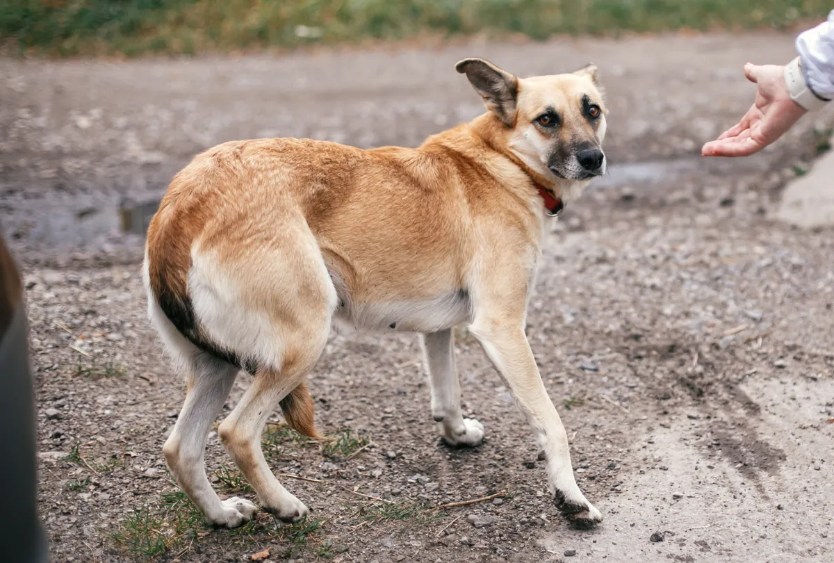 Tan and white dog on gravel path with person's hand nearby