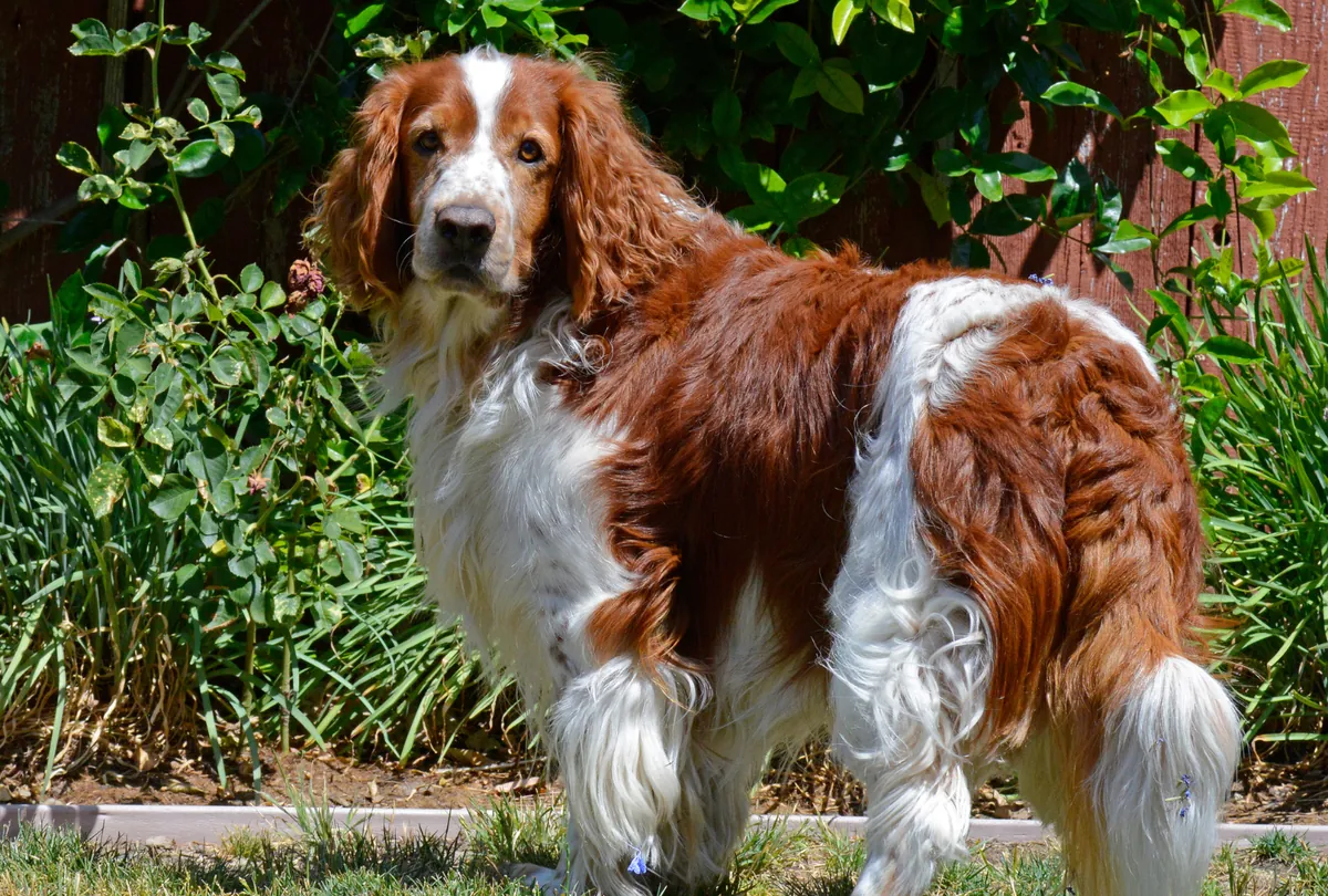 Brown and white spaniel standing in garden with green foliage