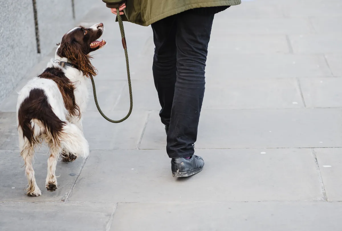 Brown and white small dog on leash sitting with person outside