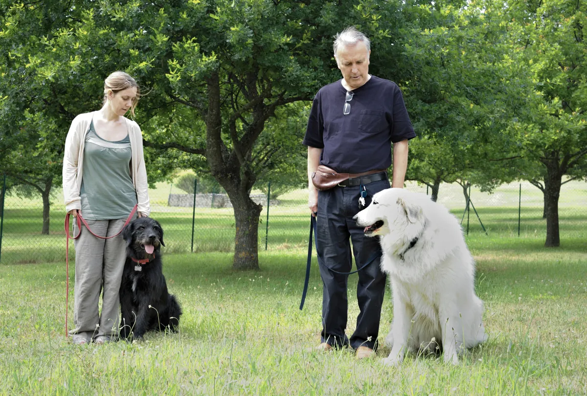 Woman and man with black and cream dogs standing in park