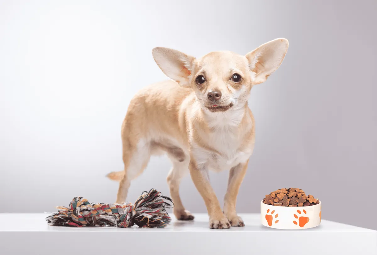 Doggie DIY: Fun Ideas for Homemade Dog Toys and Treats