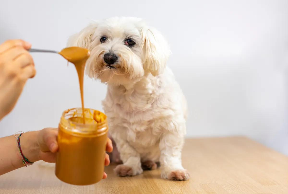 Cream dog watching peanut butter being drizzled from spoon