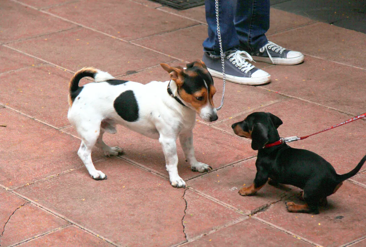 Tan and white dog on red leash walking with person on pavement