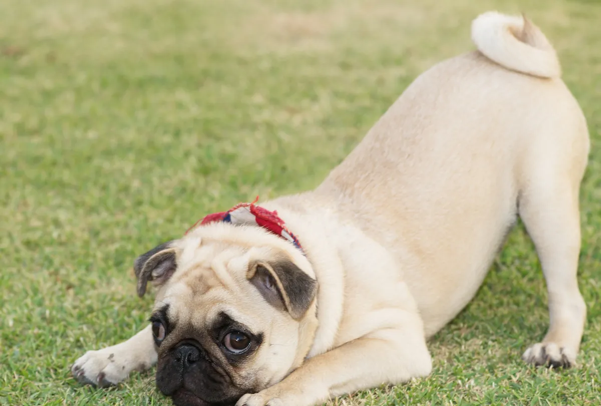 Cream fawn pug stretching in play bow on grass outdoors