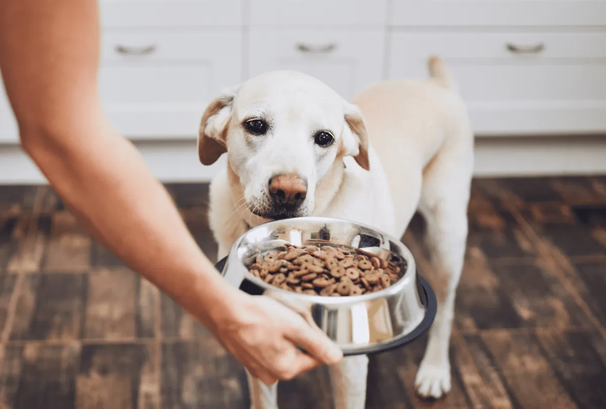 How to Start a New Dog Diet Plan