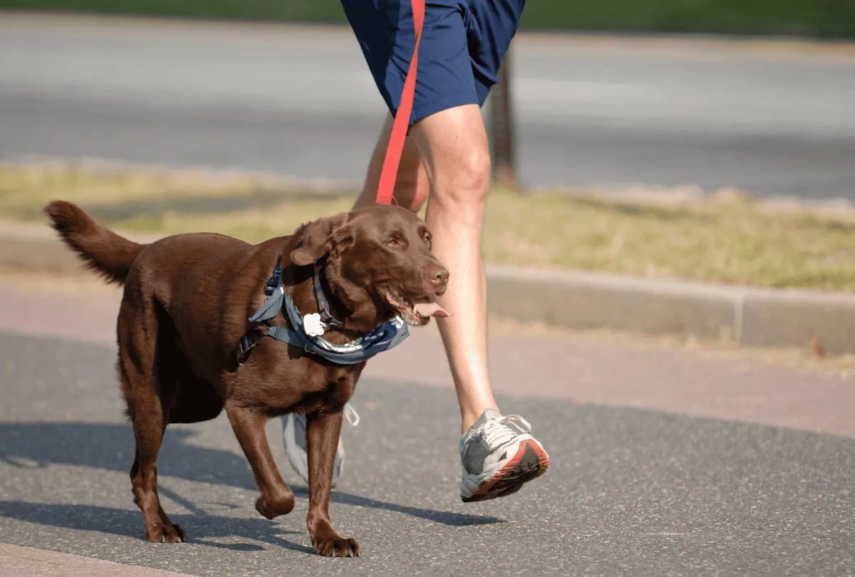 Brown dog running alongside person wearing red leash
