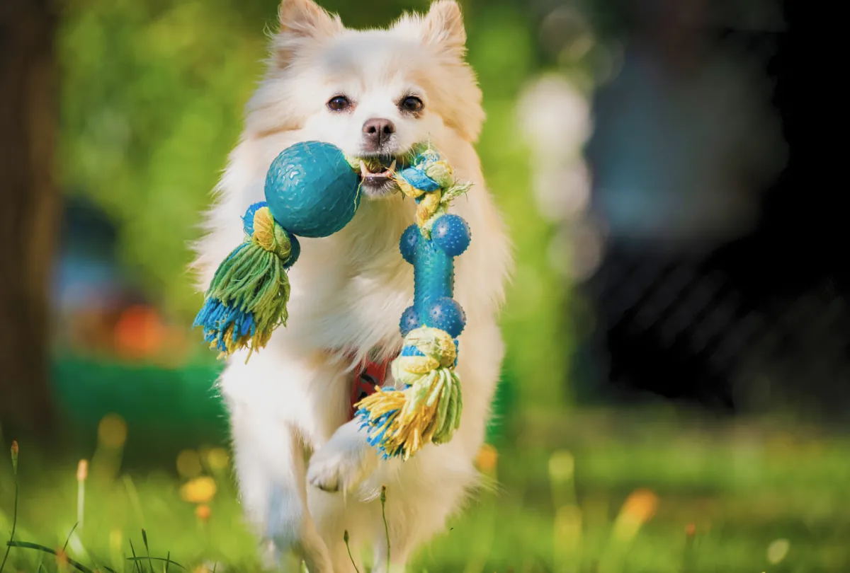 White fluffy dog holding blue rope toy in grassy field