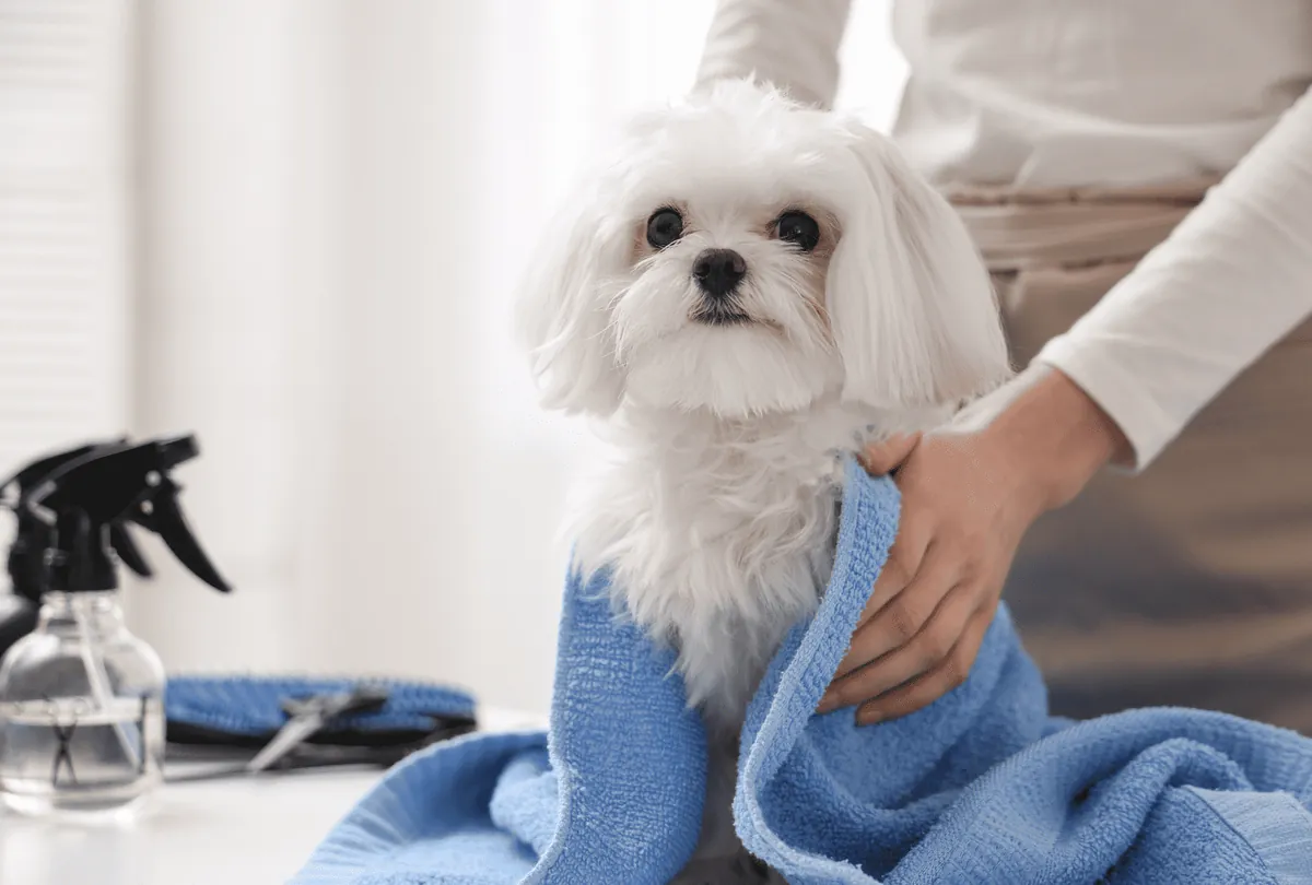 Cold Weather Dog Grooming: 5 Essential Tips for Comfort