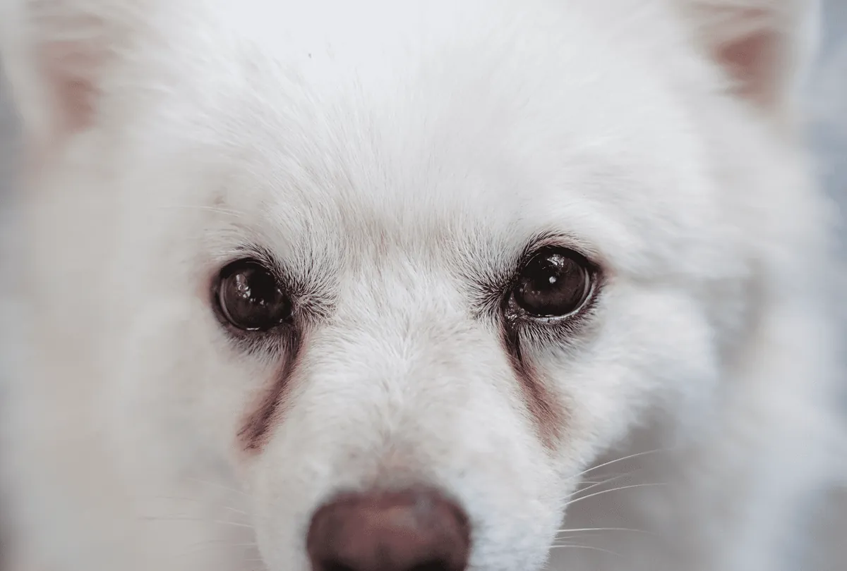Close up of white dog's face with dark alert eyes