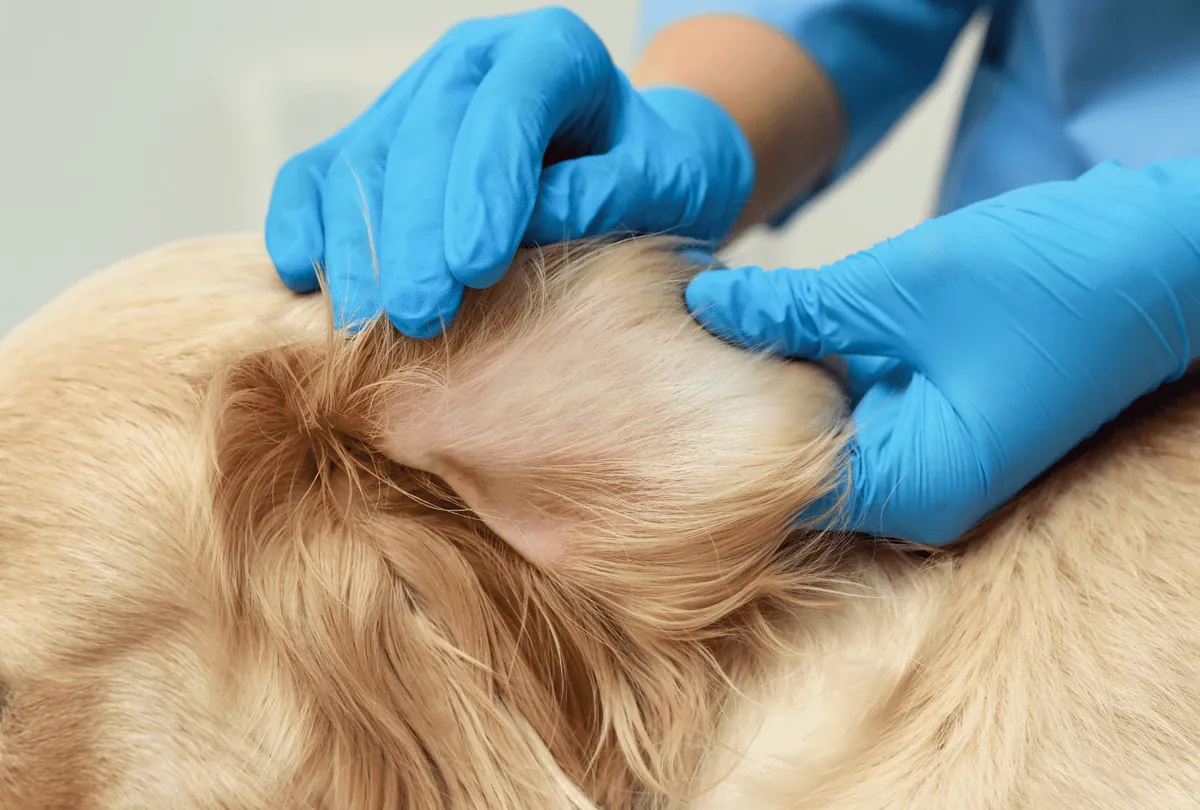 Groomer checking cream-colored dog's coat with blue gloved hands