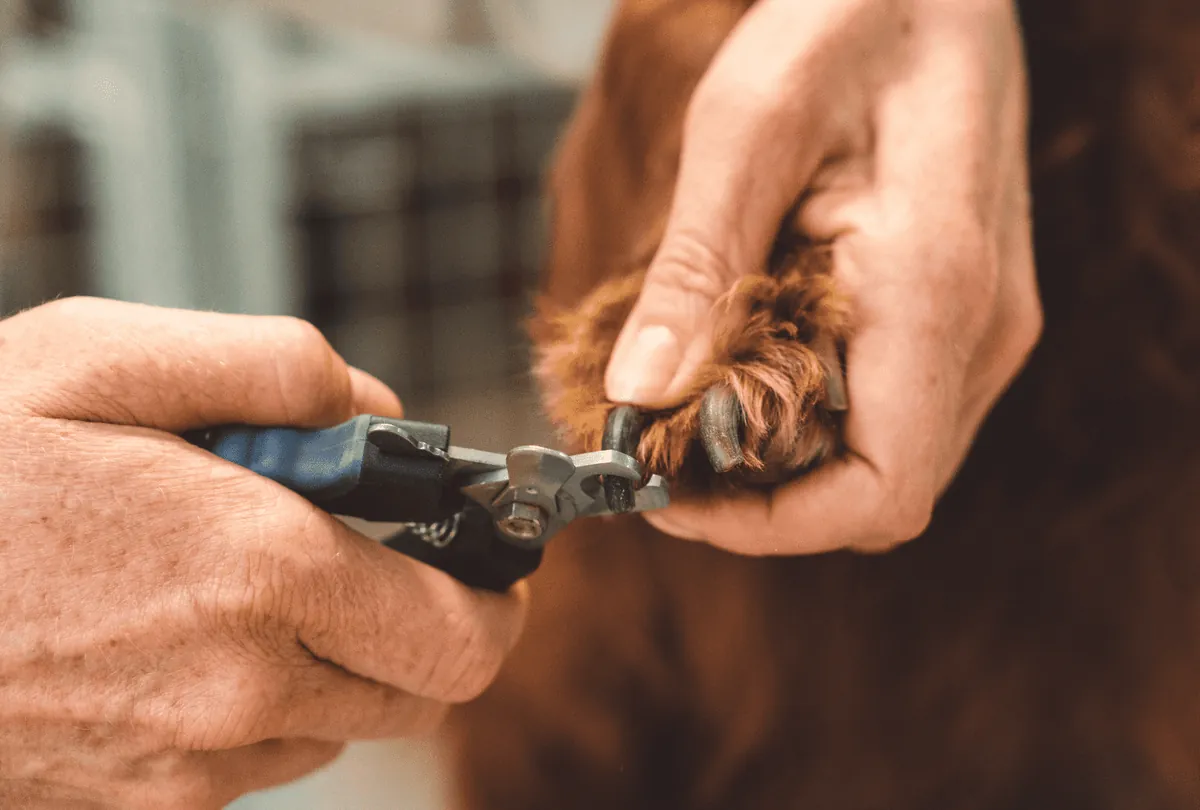 Dog grooming clippers trimming brown dog's facial hair and beard