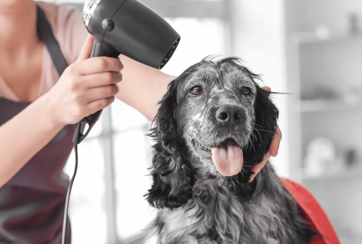 Senior black and white dog receiving health check with thermometer