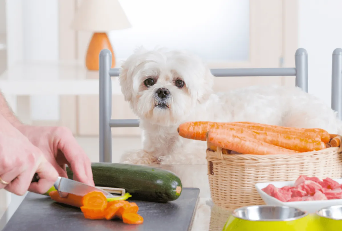 White Shih Tzu dog watching vegetable prep with carrots and greens