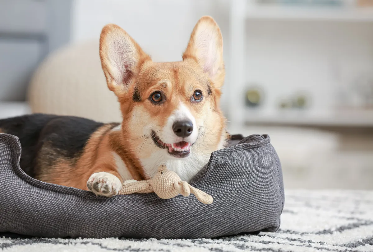 7 Signs It’s Time to Book a Dog Boarding Stay