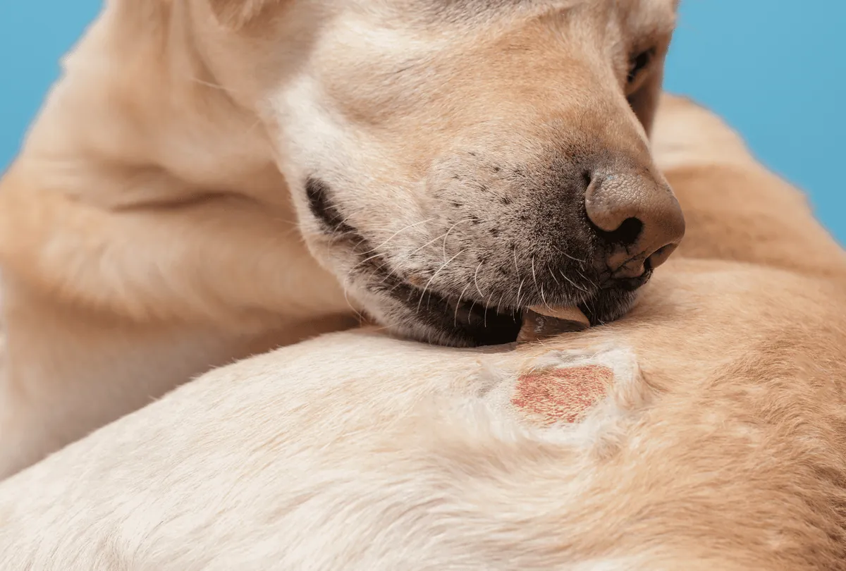 Tan dog's face showing skin rash and allergy symptoms